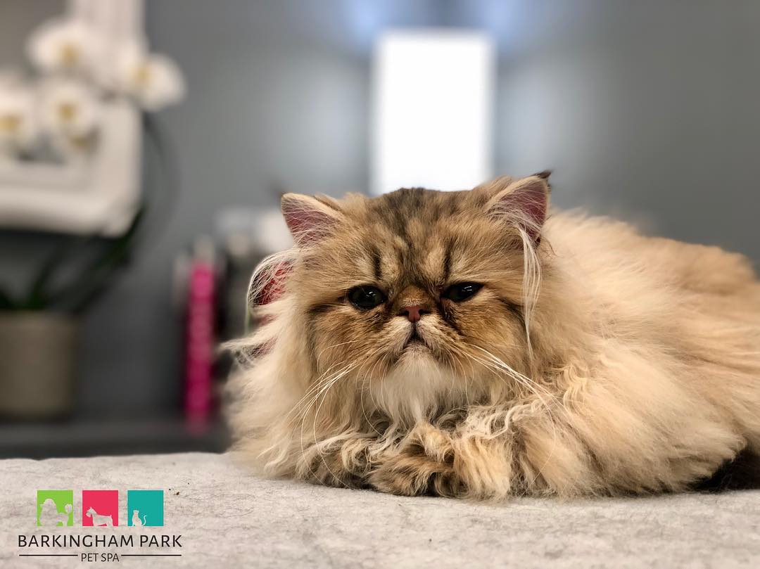Cat Grooming