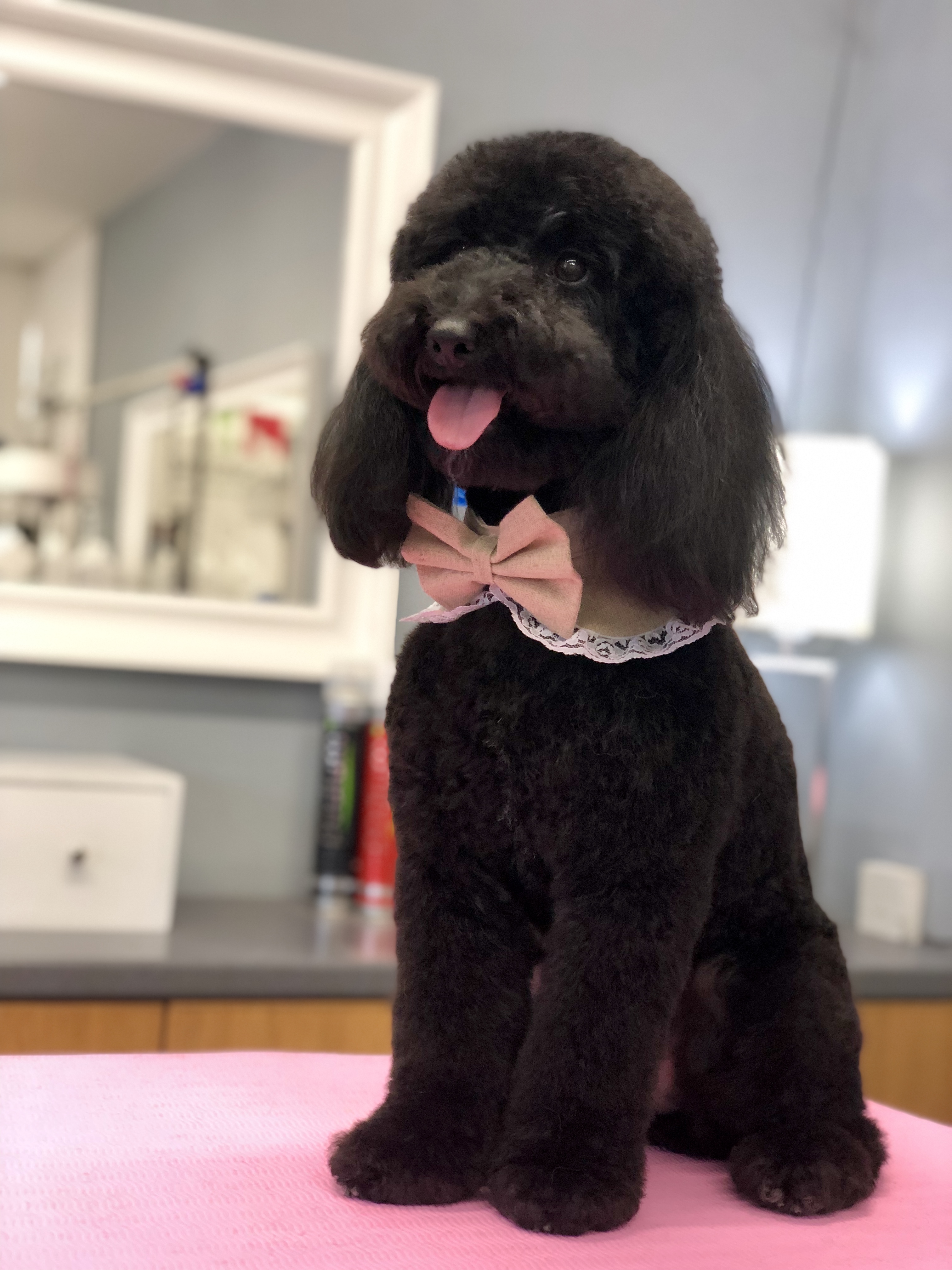 Other Pet Courses